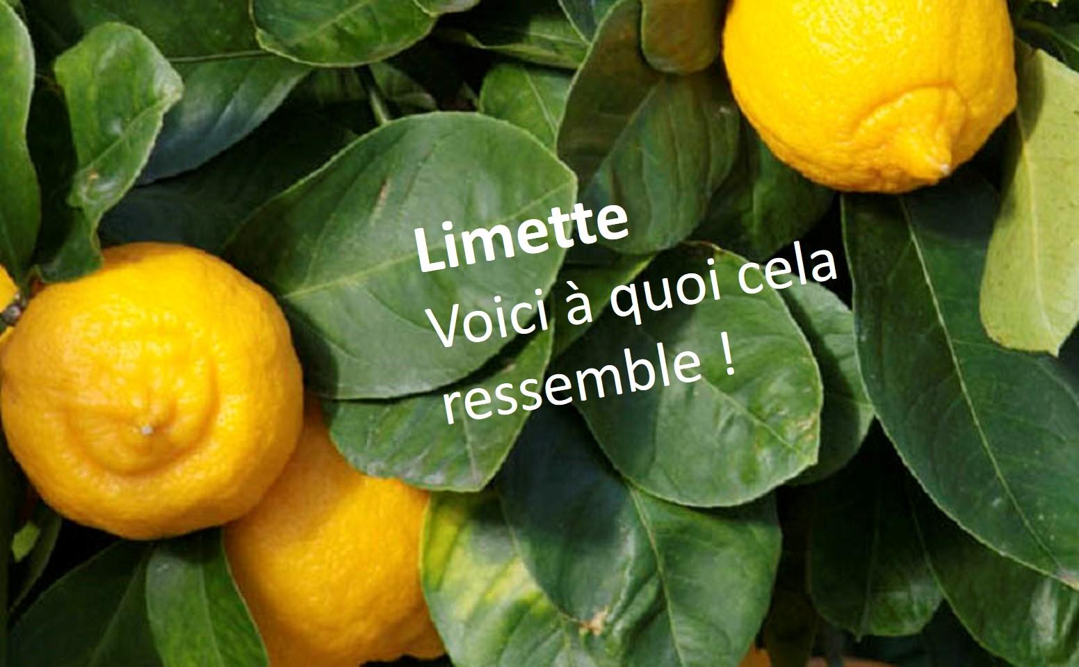 fruit jaune en 5 lettres