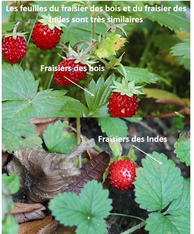 Les petites fraises des champs ou des bois