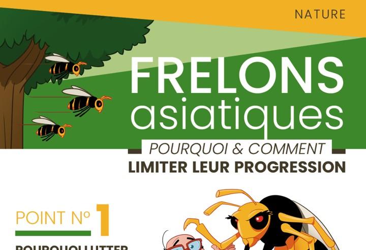 Frelons Asiatiques : pourquoi et comment limiter leur progression